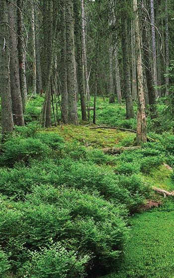 Naopak rašelina minerotrofních rašelinišť se po provzdušnění snadno rozkládá díky vyššímu obsahu živin.