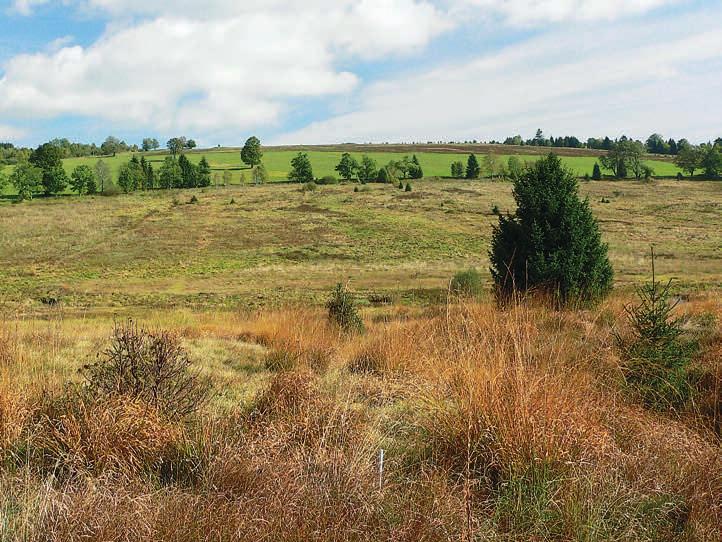 Rašelinné smrčiny se po odvodnění přeměňují v běžný hustý smrkový les s brusnicí borůvkou (Vaccinium myrtillus) v podrostu a druhy jako rašeliníky a vzácná orchidej bradáček srdčitý (Listera cordata)