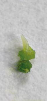 Lateral bud of grey poplar (Populus canescens Aiton Sm.