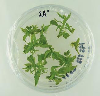 g) Regenerace rostlinných segmentů Vyhodnocení regenerace rostlinných segmentů topolu šedého z důvodu kontroly úspěšnosti procesu vitrifikace se provádí tzv.