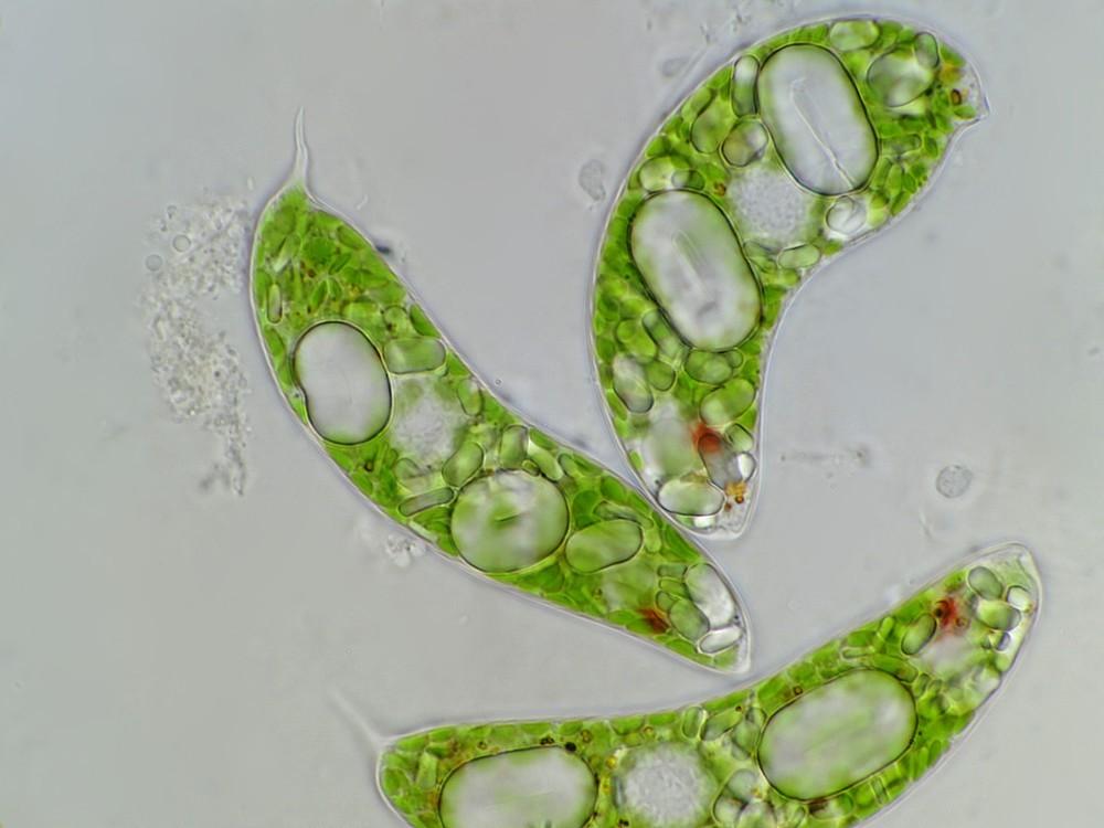 Euglena sp.