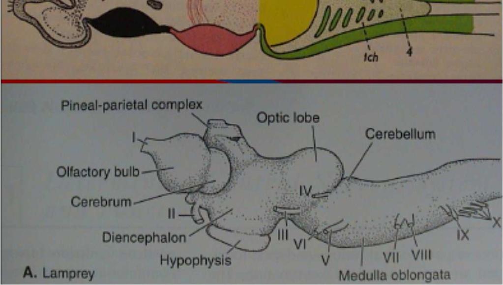 tegmentum, velký diencephalon -