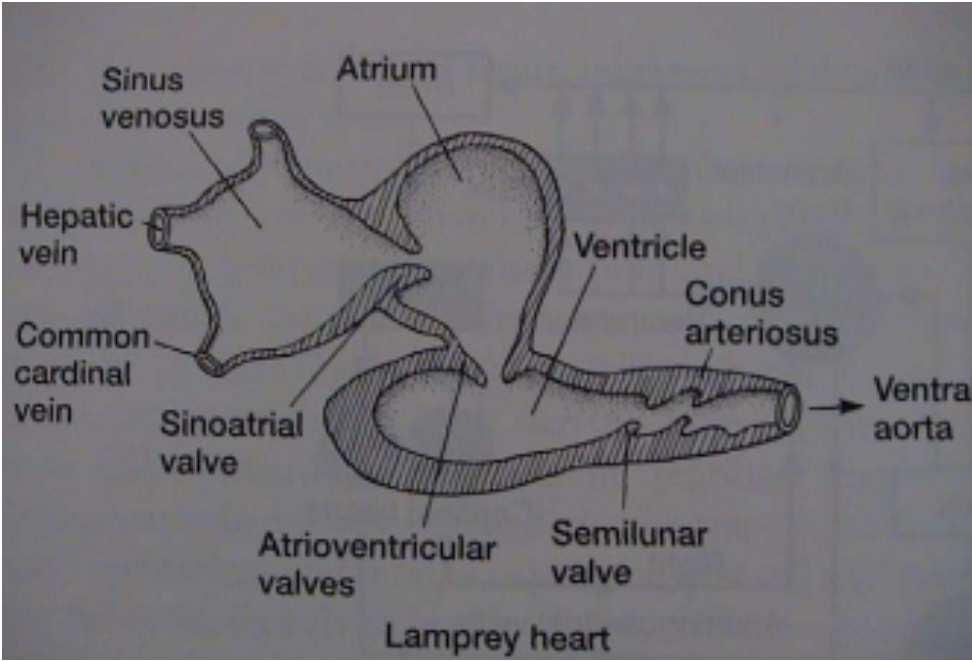 venosus, atrium, ventriculus, conus