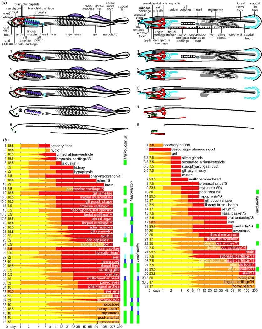 reconstructions of the morphology at the end of decay stages 1 5.