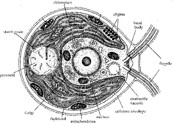 Třída: Chlorophyceae -