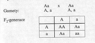 1. Mendelův zákon - P homozygotní F1 uniformní 2.