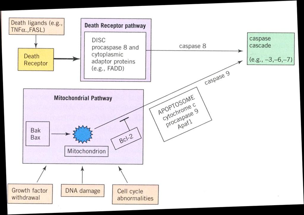 Mitochondriální dráha (vnitřní dráha) Bak a Bax oligomerizují póry cytochrome c se dostává do cytoplasmy Substrate proteolysis results