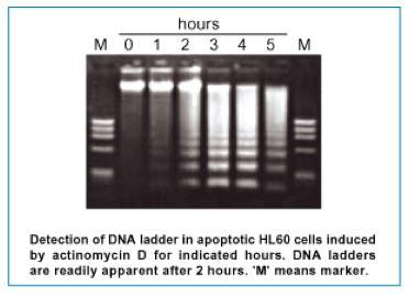 jp/v-lab/macrophage/english/eng- 02.