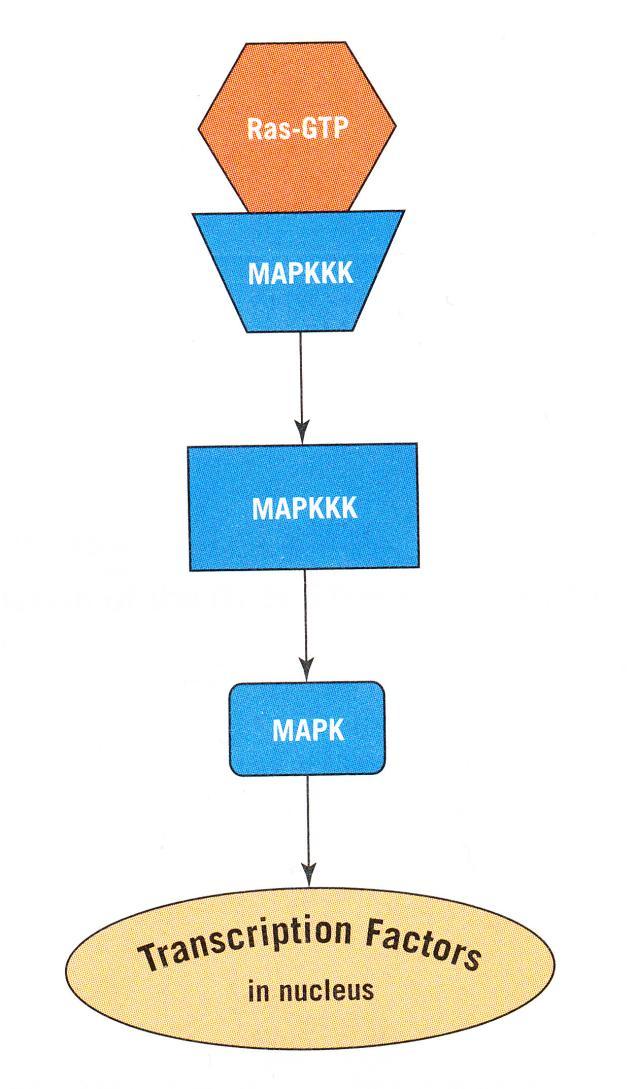 GF dělení buněk GF receptor tyrosin kinasová doména PDGF aktivuje Ras