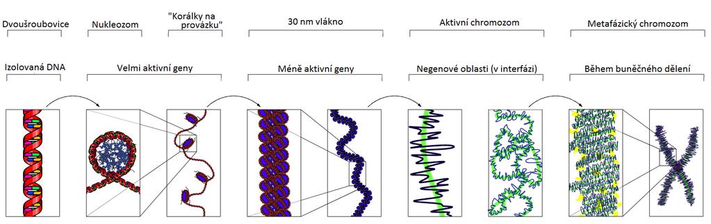 Chromosomy a karyotyp člověka Chromosom - 1 a více - u eukaryotických buněk uložen v jádře karyotyp - soubor všech chromosomů v jádře jedné buňky - tvořen z vláknem chromatinem = DNA + histony -