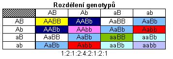 3. Mendelův zákon - Zákon o nezávislé kombinovatelnosti alel Při zkoumání dvou alel současně dochází k téže pravidelné segregaci.