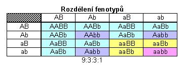 Některé kombinace se ovšem opakují, takže nakonec vzniká pouze 9 různých genotypů (poměr 1:2:1:2:4:2:1:2:1). Vznikají pouze čtyři možné fenotypové projevy (dominantní v obou znacích, v 1.