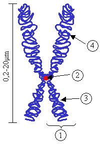 Makrostavba chromosomů chromatidy - dvě raménka - krátké raménko (p raménko) a dlouhé raménko (q raménko) centromera - ztenčená oblast chromozomu, místo spojení dvou chromatid telomera - koncová část