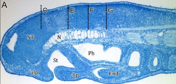 Zajímavé je i samotné ventrální posunutí a modifikace ústní dutiny, které je způsobené horním, dolním rtem a orální kapucí (oral hood) (Romášek, 2012).