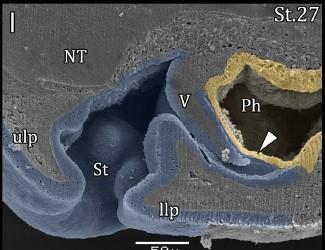 mikroskopie; B-zobrazení stadia 26 s vyznačenou hranicí ektodermu stomodea (modrá) a entodermu přední části hltanu (žlutá); C-u stádia 27 je skoro už vytvořené velum na místě orální membrány, orální