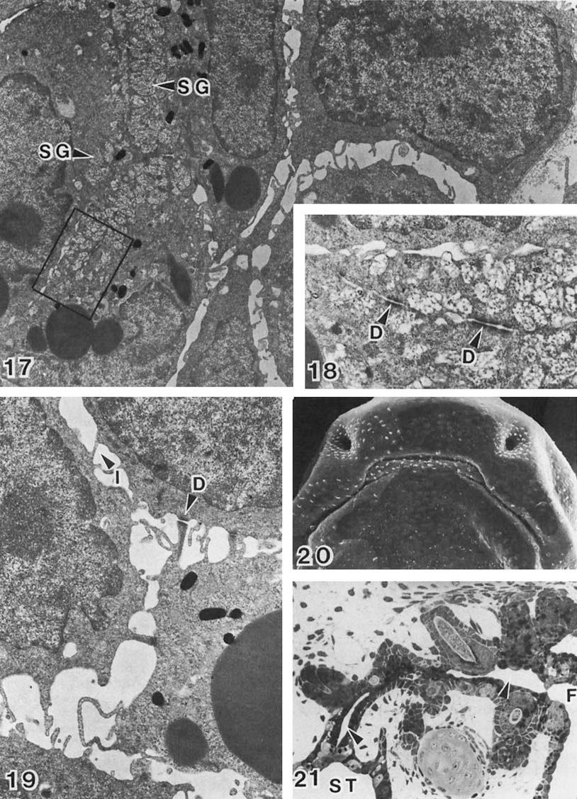 Avychlipovaného tokyoensis) zachycený stomodeální límec pamloka světelnou mikroskopií; B-detailní endodermu popsaného v kap. 1.