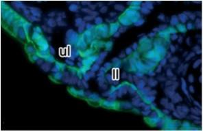 C, D-stomodeální límec axolotla zobrazený fluorescenční mikroskopií, zelená značí ektoderm, modrá jádra a červená bazální laminy; C-bazální lamina (Takahama et al.