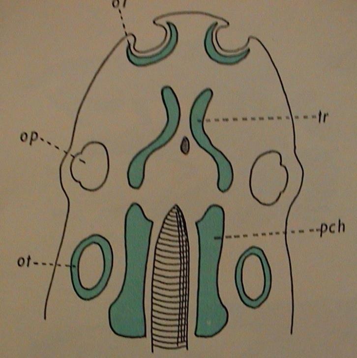 Lebka CRANIUM neurocranium viscerocranium 1.