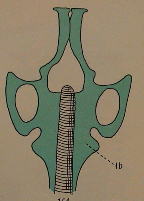 ENDOSKELET (somatický) chrupavčité neurocranium :