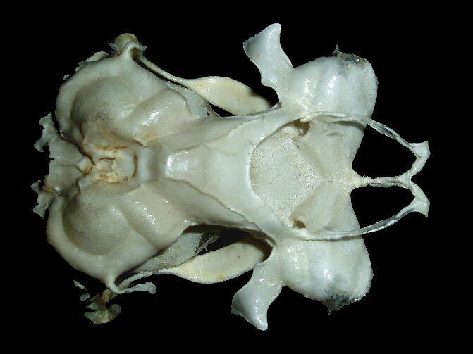 pololebka (mihule) kompaktní lebka (paryby): regio - occipitalis