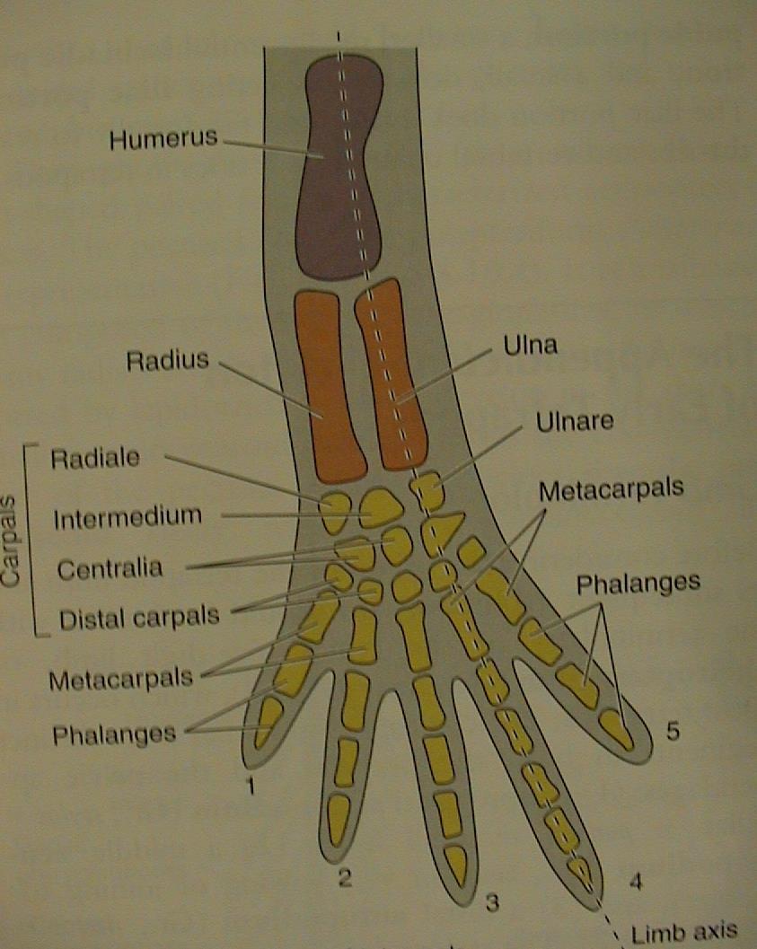 Tetrapoda