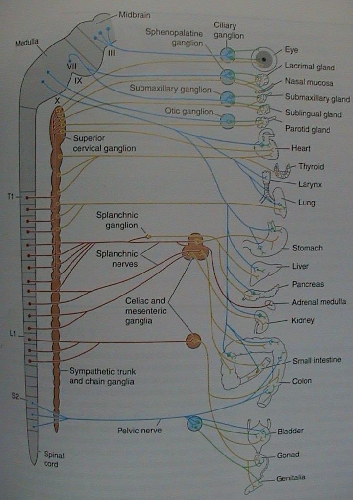 Vegetativní nervstvo truncus sympaticus (sympatický