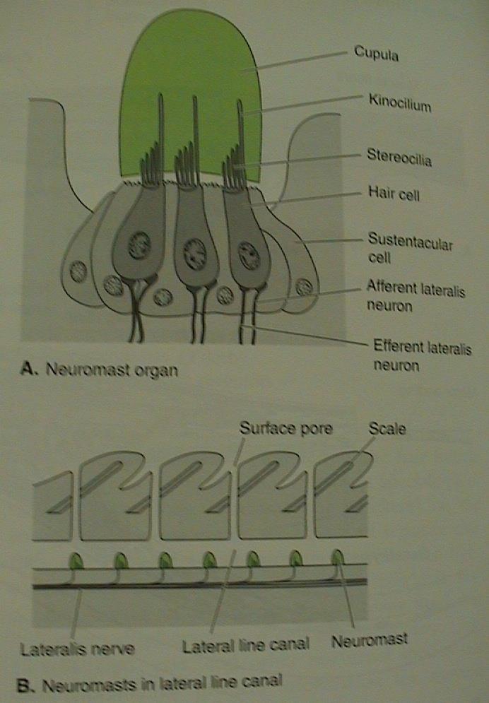 proudový orgán - neuromasty u