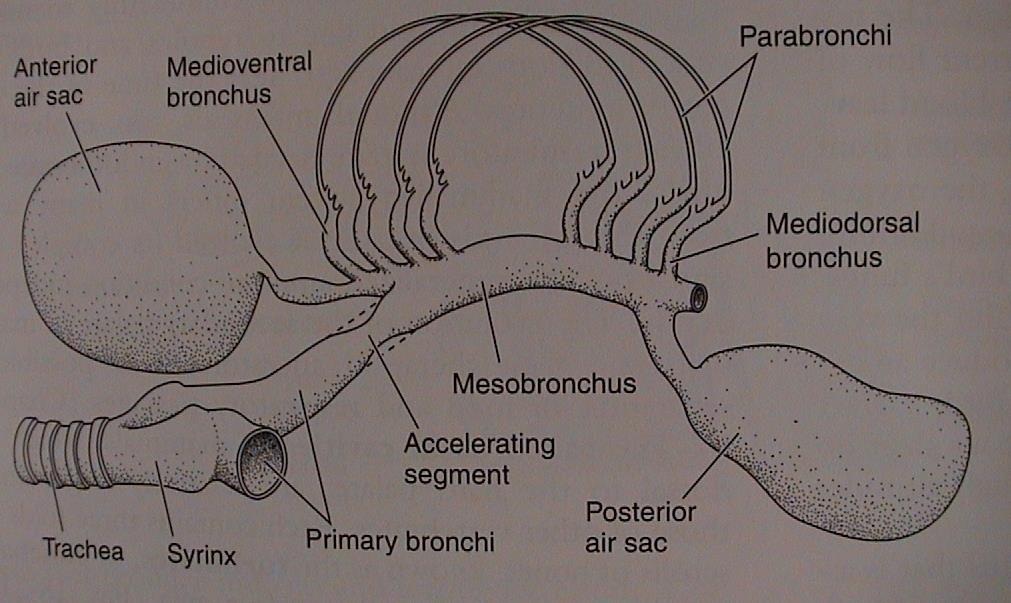 dorsibronchi