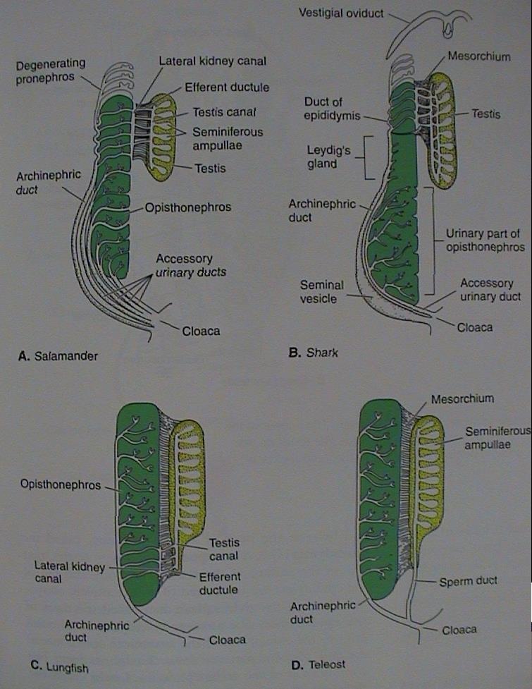 ANAMNIA opisthonefros varle Amphibia