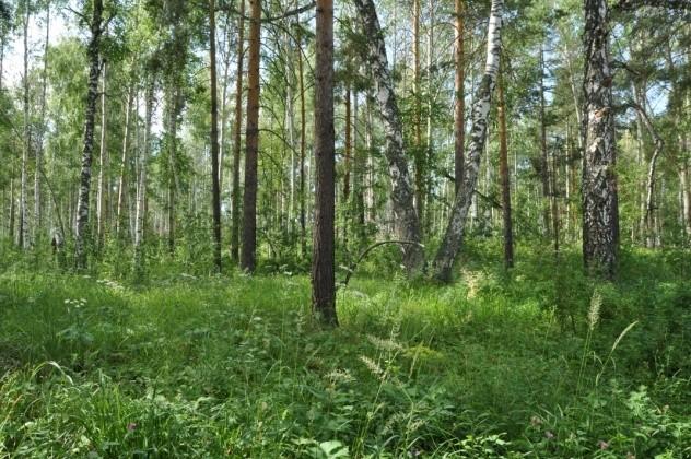 Střední holocén ve střední Evropě: vývoj lesů - tento vývoj byl zřejmě