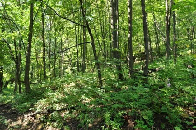 staroholocénního typu 2 světlý smíšený les přechodného typu 3 stinný listnatý
