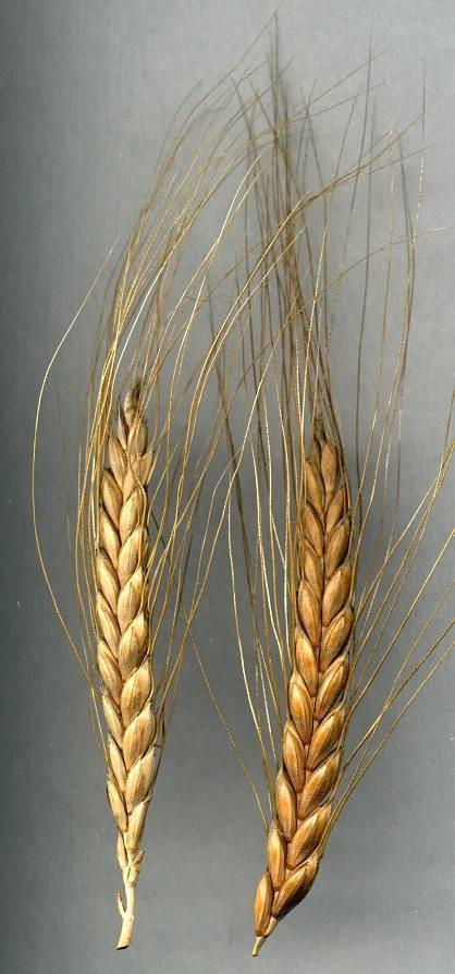 Neolit (~ 7 500 6 200 BP) Střední holocén ve střední Evropě: kulturní vývoj - pěstuje se zejména pšenice dvouzrnka (Triticum dicoccum), vysévána snad spolu s jednozrnkou (T.
