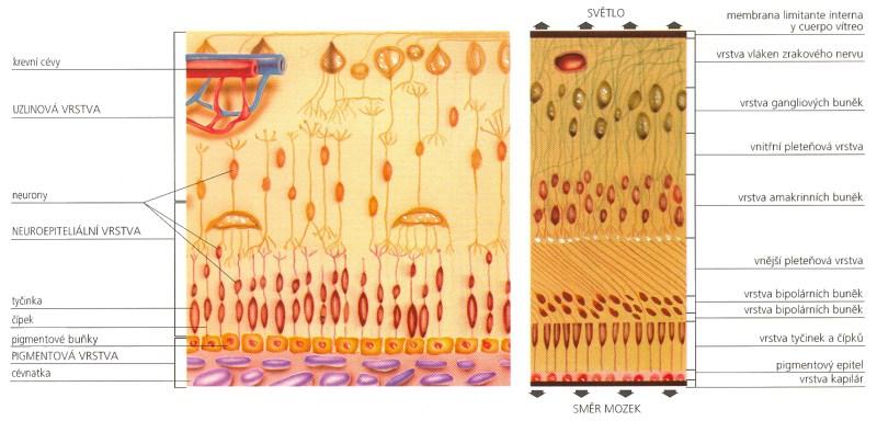 4 Anatomie a fyziologie sítnice Sítnice je tenká transparentní membrána o síle přibližně 0,1 mm. Zevně sousedí s cévnatkou, z vnitřní strany se sklivcem.