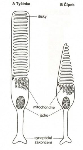 4.1.1 Tyčinky Tyčinek je asi 120 milionů. Nejblíže k centrální jamce (fovea centralis) se tyčinky vyskytují ve vzdálenosti 0,13 mm.