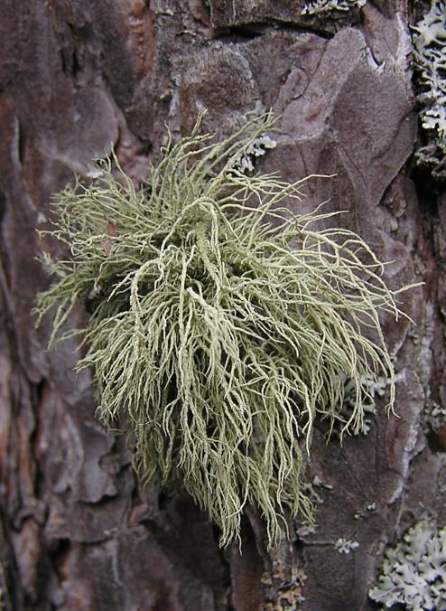 Usnea sp.