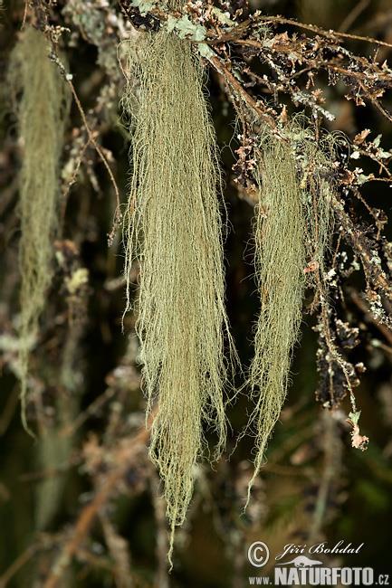 Usnea hirta Usnea filipendula Usnea