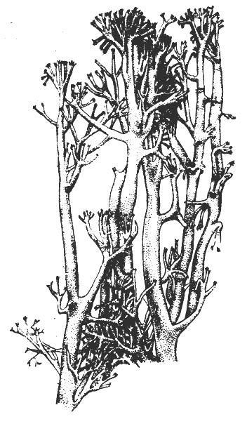 Cladonia rangiferina, arbuscula (sect.