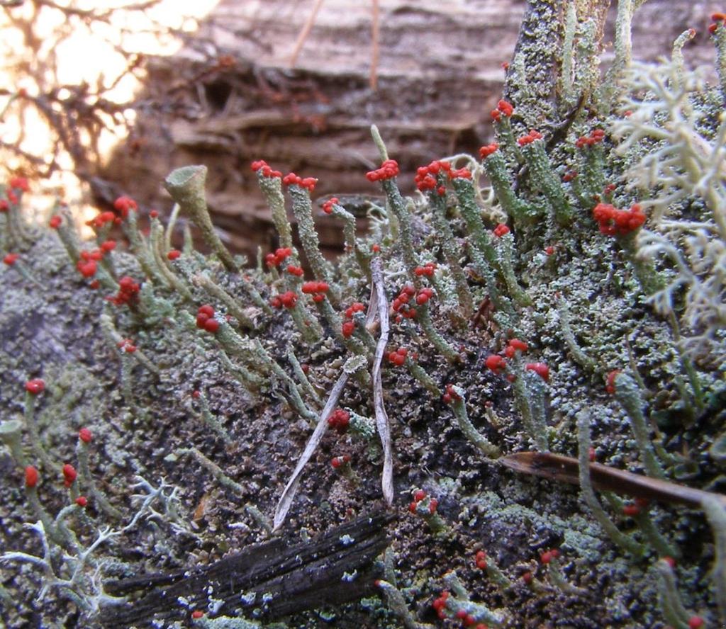 Cladonia macilenta dutohlávka vyzáblá (herbářová položka) Přízemní šupiny drobné, podécia bez pohárků, na vrcholku s nápadnými, šarlatově červenými apothecii.