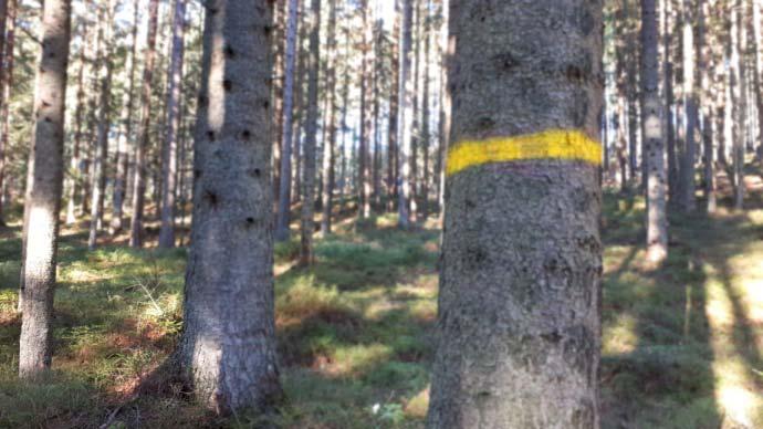 pruhy označený strom