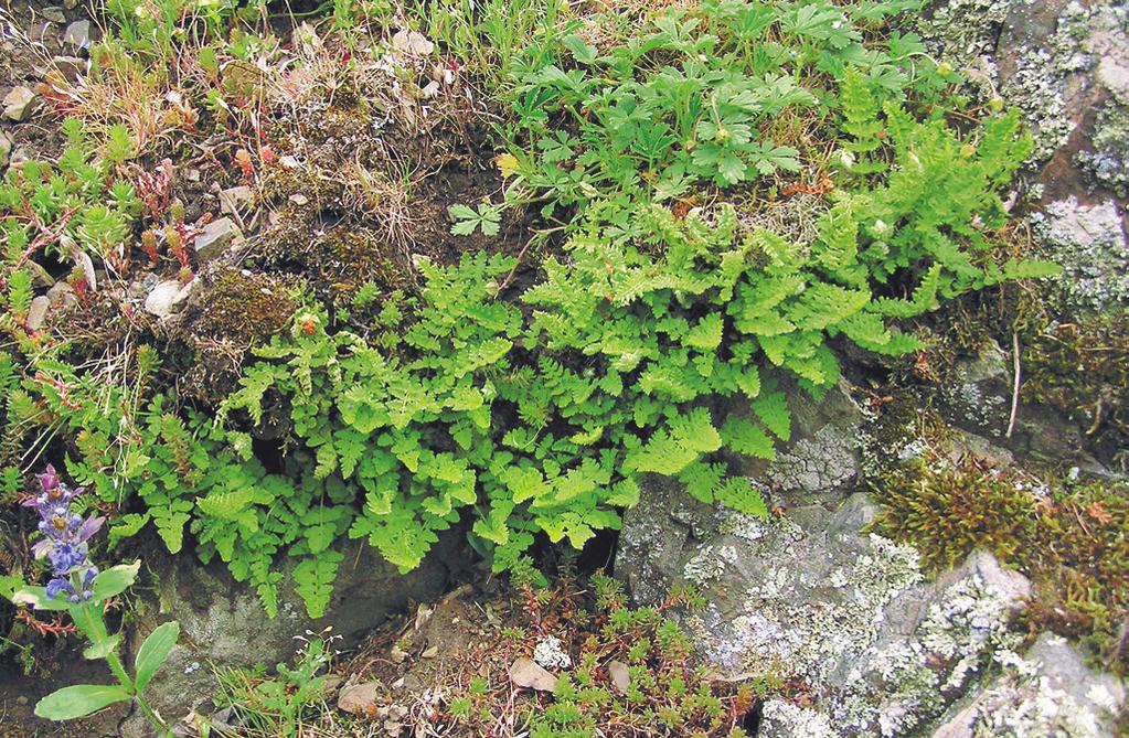 Vegetace skal, zdí a stabilizovaných sutí (Asplenietea trichomanis) occurring in the surroundings of the outcrops and the degree of shading, which can vary from fully exposed to deeply shaded under a