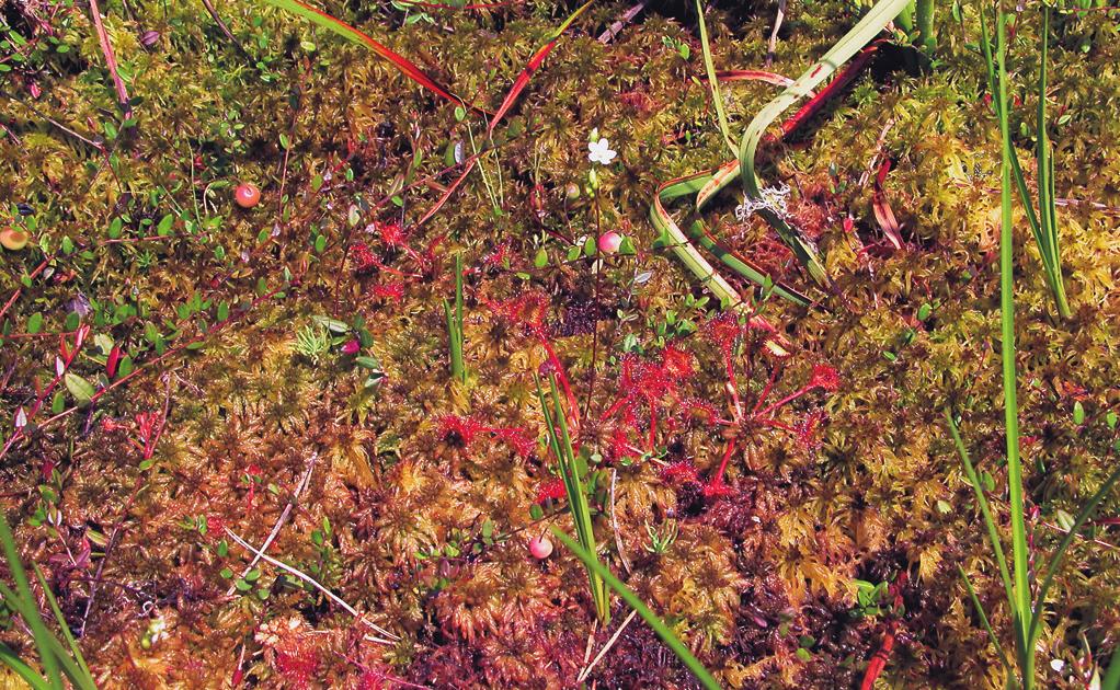 ) Fig. 354. A poor fen with Eriophorum angustifolium and Carex rostrata at Hliníř fishpond near Ponědrážka, Třeboň Basin, southern Bohemia. Obr. 355. Sphagno recurvi-caricetum rostratae.