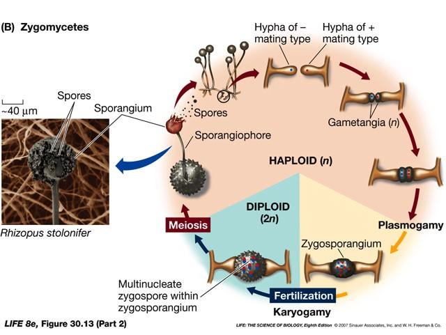 2.2 Zygomycota Kmen Zygomycota obsahuje zhruba tisíc druhů a je rozdělen do dvou tříd: Zygomycetes a Trichomycetes.