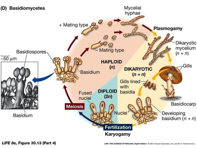 myceliu dochází ke klíčení bazidiospor a skládá se z haploidních, monokaryotických přepažených hyf.