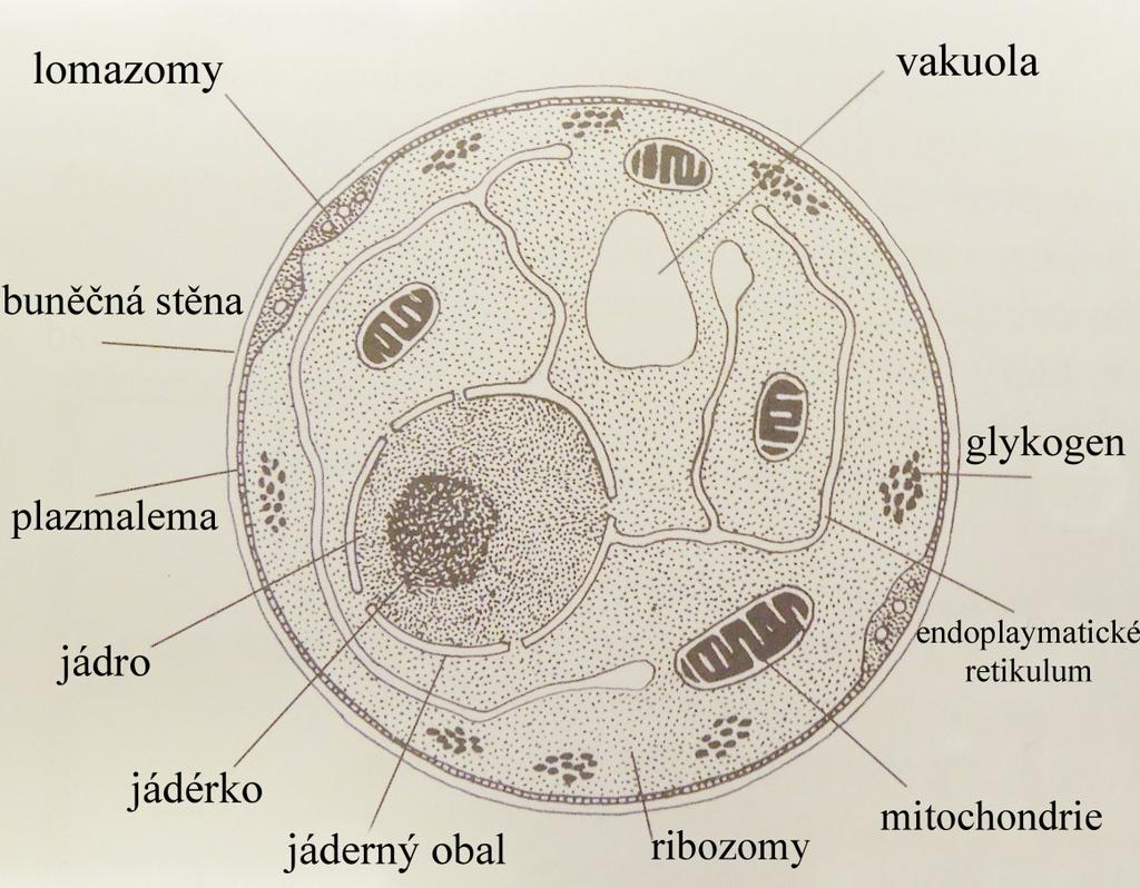 je složitá složením i strukturou a její chemické složení není zcela jednotné.