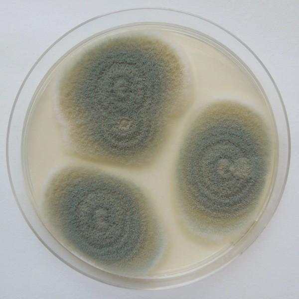 Aspergillus niger na