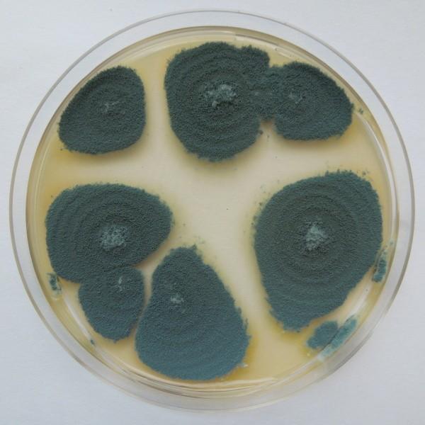 Penicillium polonicum na