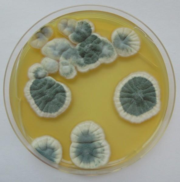 Penicillium polonicum na SAB (Paráková, 2013)