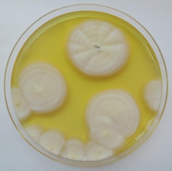 Penicillium chrysogenum na MA (Paráková, 2013)