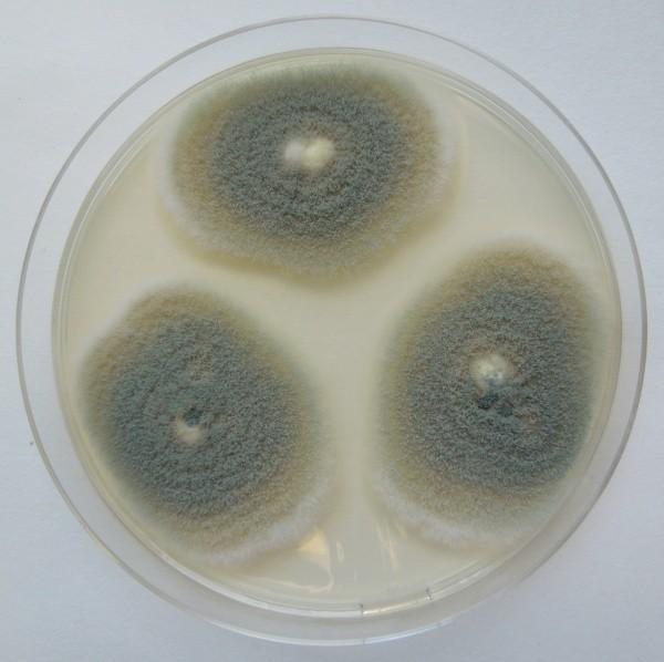 Penicillium chrysogenum