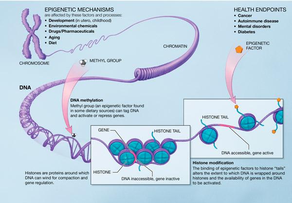 Epigenetika DNA metylace C Met-C, snížená